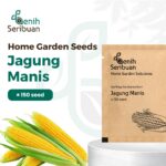 Benih Jagung Manis