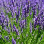 Benih Bunga Lavender English Heirloom Premium