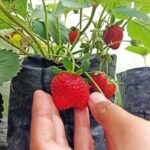 Benih Buah Strawberry California Unggul Premium