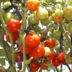 Benih Tomat Sayur Merah