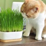 Benih Wheatgrass Rumput Kucing Unggul Premium