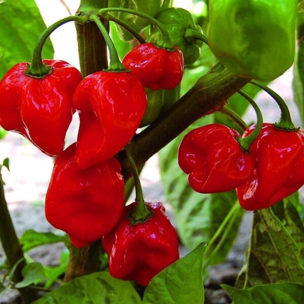 Benih Cabe Red Habanero Cabai Terpedas Heirloom Premium 6 Benih Cabe Red Habanero Cabai Terpedas Heirloom Premium