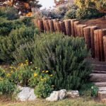 Benih Rosemary Heirloom Tanaman Herb Premium