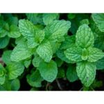 Benih Herb Daun Mint Peppermint Heirloom Premium