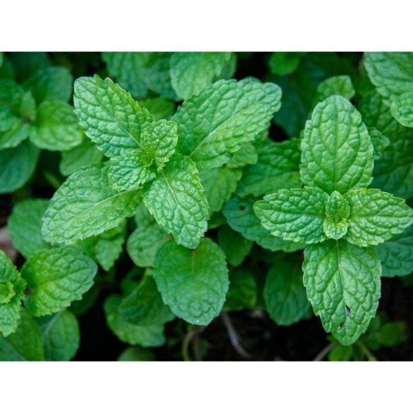 Benih Herb Daun Mint Peppermint Heirloom Premium 3 Benih Herb Daun Mint Peppermint Heirloom Premium