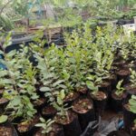 Benih Tanaman Bidara Arab Unggul Premium