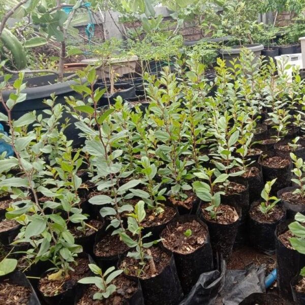 Benih Tanaman Bidara Arab Unggul Premium 5 Benih Tanaman Bidara Arab Unggul Premium