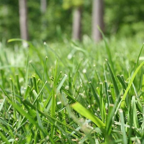 Benih Rumput Jepang Bermuda Grass F1 Premium 6 Benih Rumput Jepang Bermuda Grass F1 Premium
