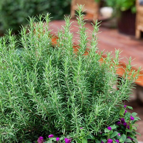 Benih Rosemary Heirloom Tanaman Herb Premium 4 Benih Rosemary Heirloom Tanaman Herb Premium