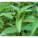 Benih Kangkung Darat Daun Lebar