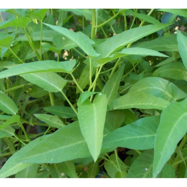 Benih Kangkung Darat Daun Lebar