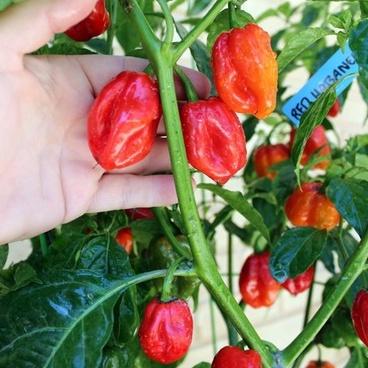 Benih Cabe Red Habanero Cabai Terpedas Heirloom Premium 5 Benih Cabe Red Habanero Cabai Terpedas Heirloom Premium