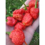 Benih Cabe Carolina Red Reaper Merah Cabai Pedas Heirloom Premium