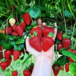Benih Buah Strawberry California Unggul Premium