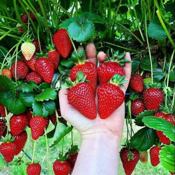 Benih Buah Strawberry California Unggul Premium 4 Benih Buah Strawberry California Unggul Premium