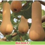 Benih Buah Labu Madu Butternut Squash F1 Hibrida Premium