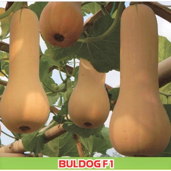Benih Buah Labu Madu Butternut Squash F1 Hibrida Premium 4 Benih Buah Labu Madu Butternut Squash F1 Hibrida Premium