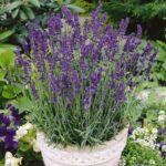 Benih Bunga Lavender English Heirloom Premium
