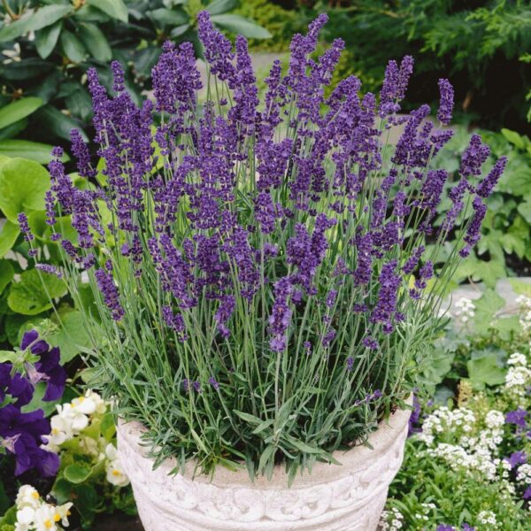 Benih Bunga Lavender English Heirloom Premium