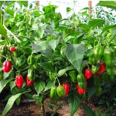 Benih Cabe Red Habanero Cabai Terpedas Heirloom Premium 3 Benih Cabe Red Habanero Cabai Terpedas Heirloom Premium