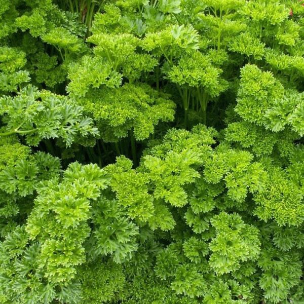 Bibit Parsley Moss Curly Tanaman Herb Premium