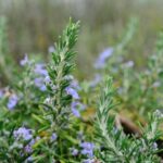 Benih Rosemary Heirloom Tanaman Herb Premium