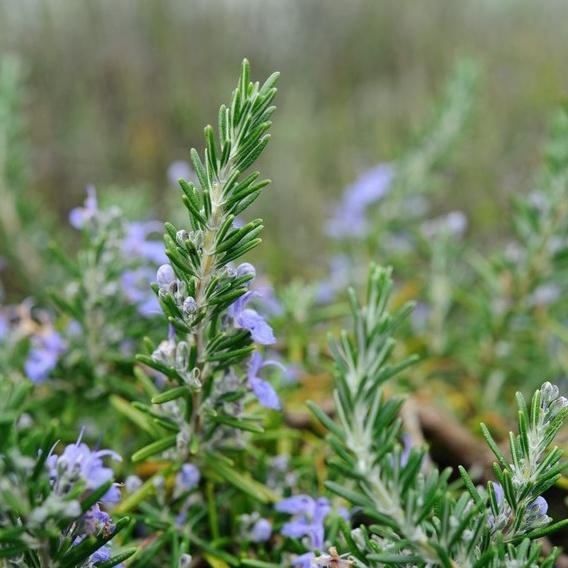 Benih Rosemary Heirloom Tanaman Herb Premium 5 Benih Rosemary Heirloom Tanaman Herb Premium