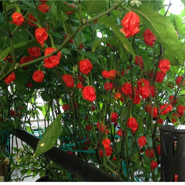 Benih Cabe Carolina Red Reaper Merah Cabai Pedas Heirloom Premium