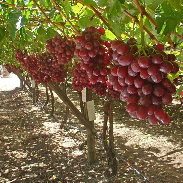 Benih Buah Anggur Merah Heirloom Premium 6 Benih Buah Anggur Merah Heirloom Premium