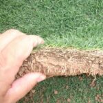 Benih Rumput Jepang Bermuda Grass F1 Premium