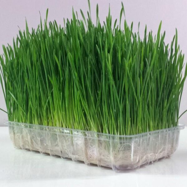 Benih Wheatgrass Rumput Kucing Unggul Premium 5 Benih Wheatgrass Rumput Kucing Unggul Premium